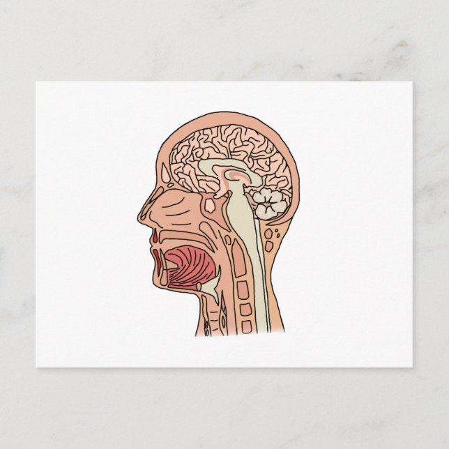 Postal Sección transversal cerebral midsagital (Anverso)