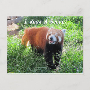 Postal Secreto rojo panda