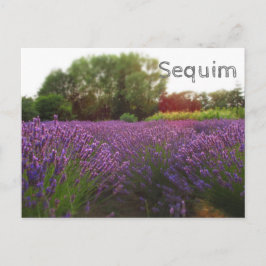 Postal Secuencia de campos de lavanda