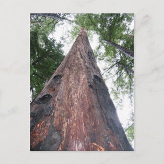 Postal secuoya costera - Big Sur, California