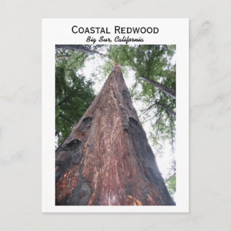 Postal secuoya costera - Big Sur, California
