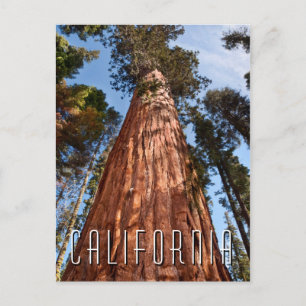 Postal Secuoya Gigante Asciende