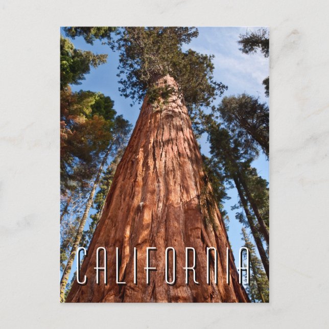 Postal Secuoya Gigante Asciende (Anverso)