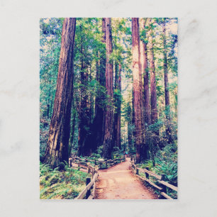 Postal secuoyas de California