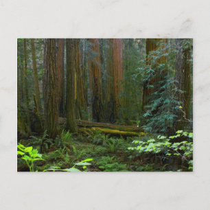 Postal Secuoyas en el Parque Nacional Muir Woods