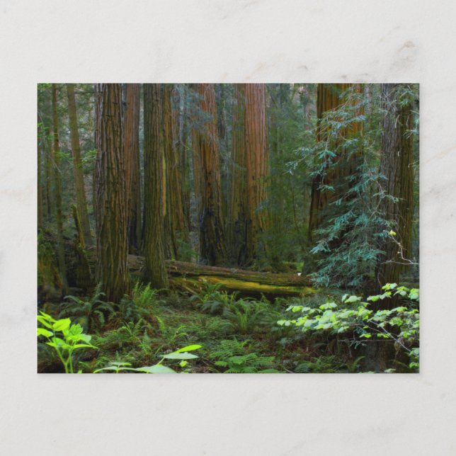 Postal Secuoyas en el Parque Nacional Muir Woods (Anverso)