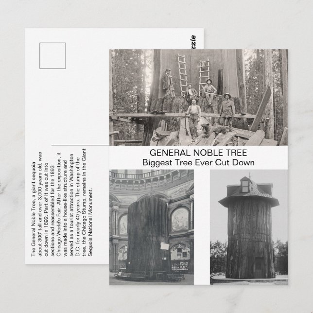 Postal Secuoyas gigantes, el árbol más grande jamás corta (Anverso / Reverso)