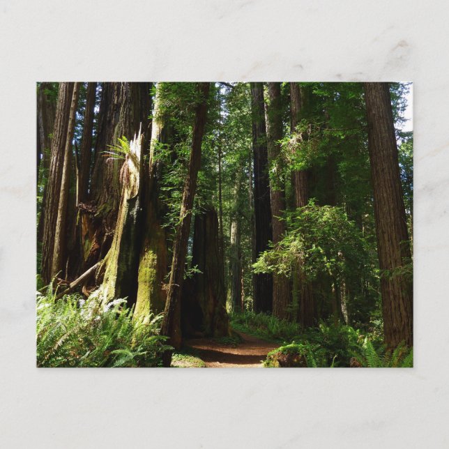 Postal Secuoyas y ferris en el Parque Nacional Redwood (Anverso)