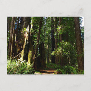 Postal Secuoyas y helechos en el Parque Nacional Redwood