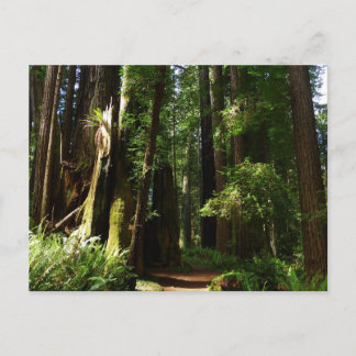 Postal Secuoyas y helechos en el Parque Nacional Redwood