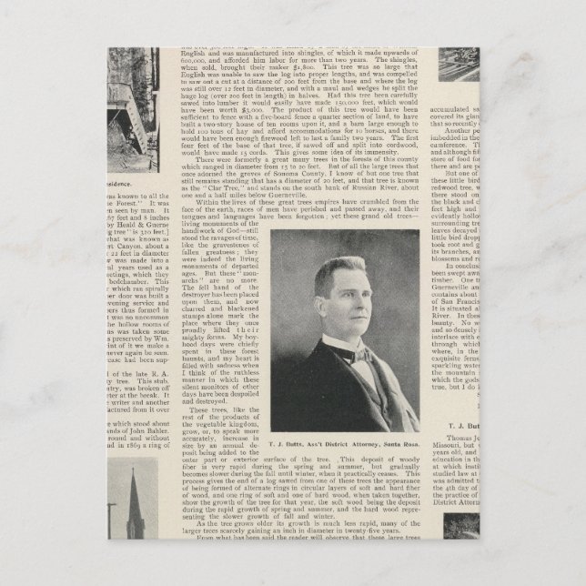 Postal Secuoyia de Sonoma, California (Anverso)