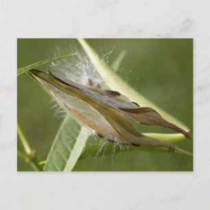 Postal Seed Pod