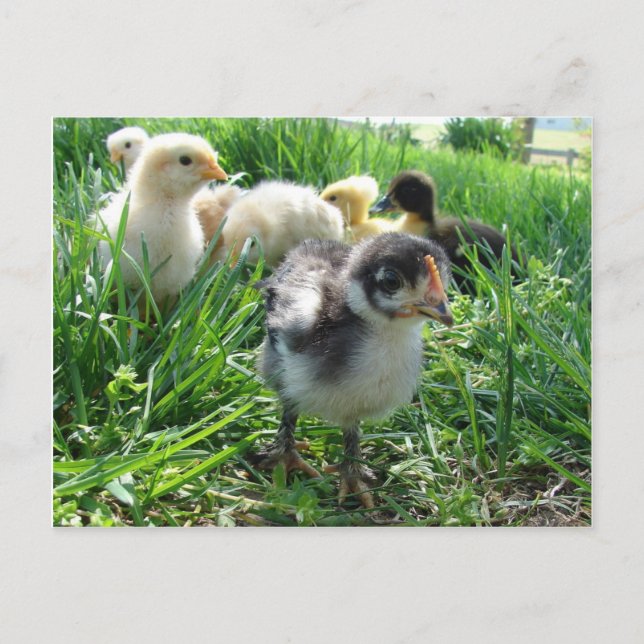 Postal Seguir Al Líder (Anverso)