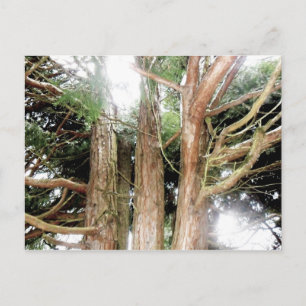 Postal seguridad encontrada