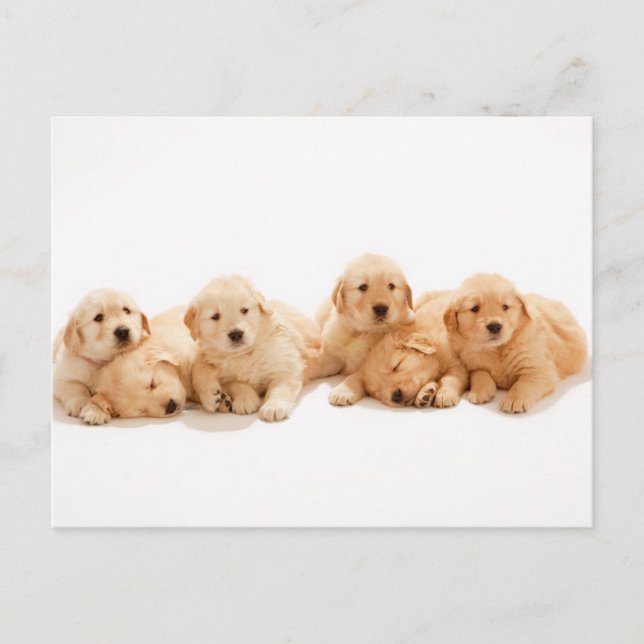 Postal Seis cachorros de Golden Retriever (Anverso)