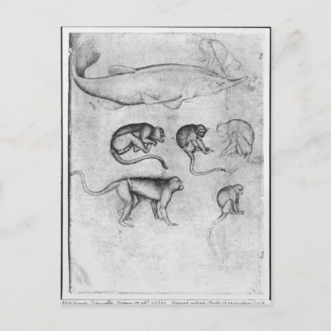 Postal Seis monos y una cirujana (Anverso)