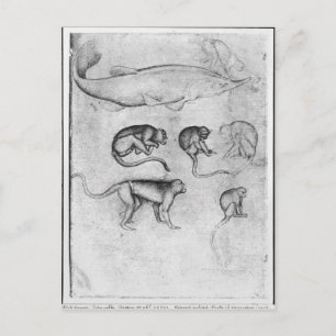 Postal Seis monos y una cirujana