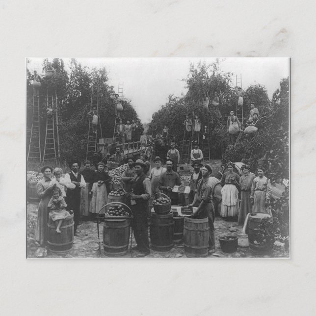 Postal Selección De Apple En El Condado De Berkeley, Virg (Anverso)