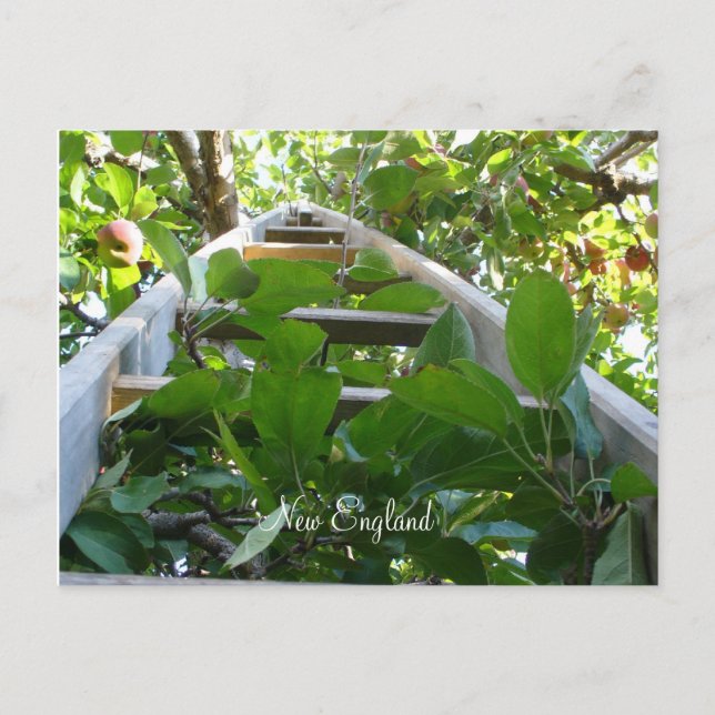 Postal Selección de Apple en Nueva Inglaterra (Anverso)