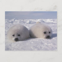 Sello de arpa (Phoca groenlandica)