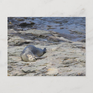Postal Sello de Baby Harbor, Bar Harbour, Maine