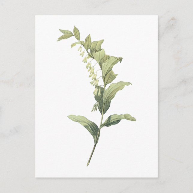 Postal Sello de Salomón (Polygonatum multiflorum) por Red (Anverso)