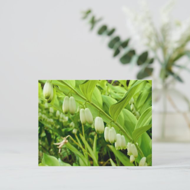 Postal Sello de solomones (Anverso de pie)