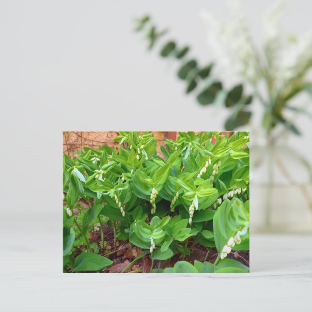 Postal Sello de solomones (Anverso de pie)