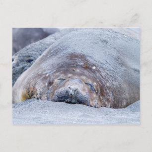 Postal Sello elefante