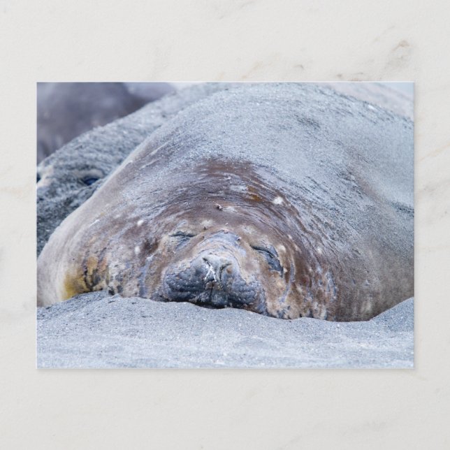 Postal Sello elefante (Anverso)