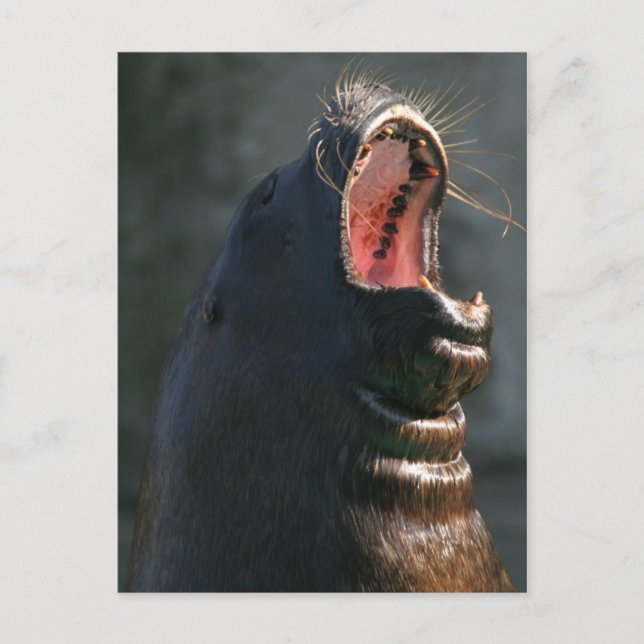 Postal Sello Yawning (Anverso)