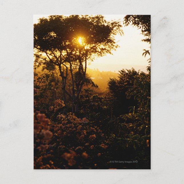 Postal Selva al atardecer, Bali, Indonesia (Anverso)