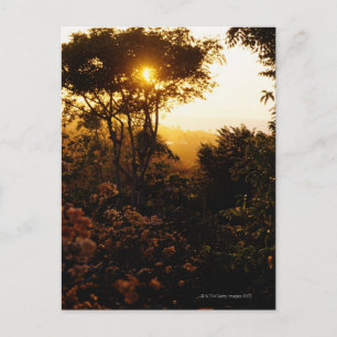 Postal Selva al atardecer, Bali, Indonesia