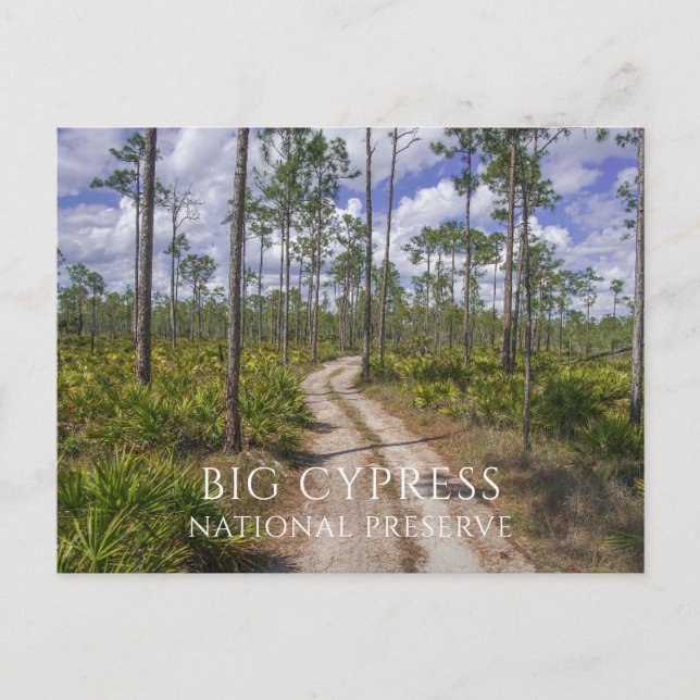 Postal Selva de pino de slash, Saw Palmettos, Big Cypress (Anverso)