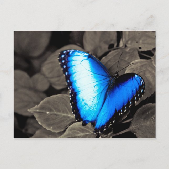 Postal Selva tropical de mariposa - Gainesville, FL 003 (Anverso)