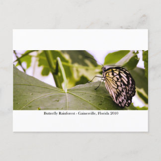 Postal Selva tropical de mariposa - Gainesville, FL 005