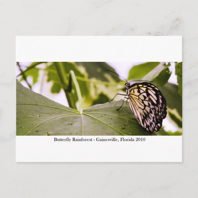 Postal Selva tropical de mariposa - Gainesville, FL 005 (Anverso)