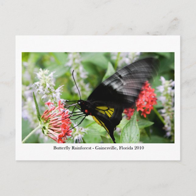 Postal Selva tropical de mariposa - Gainesville, FL 006 (Anverso)