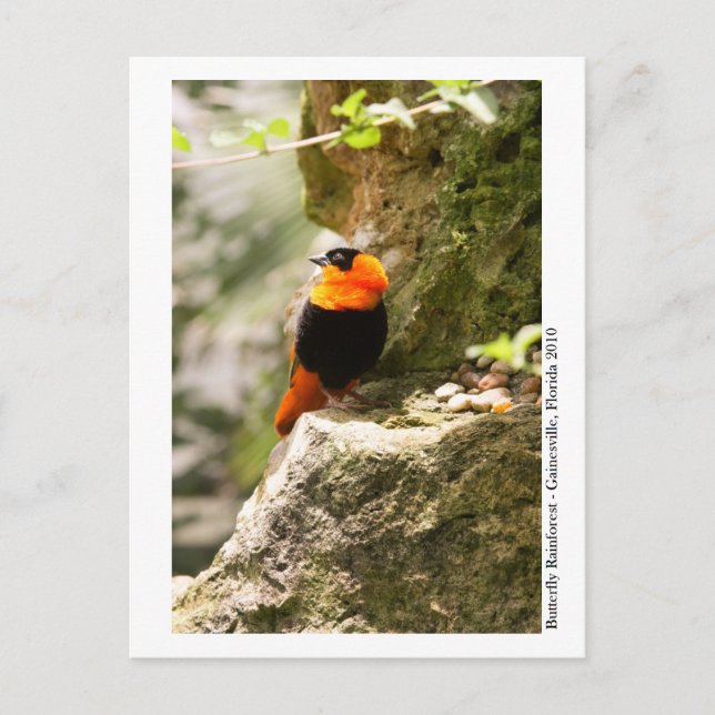 Postal Selva tropical de mariposa - Gainesville, FL 009 (Anverso)