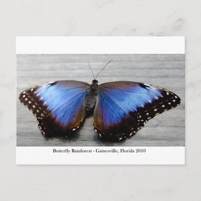 Postal Selva tropical de mariposa - Gainesville, FL 010 (Anverso)