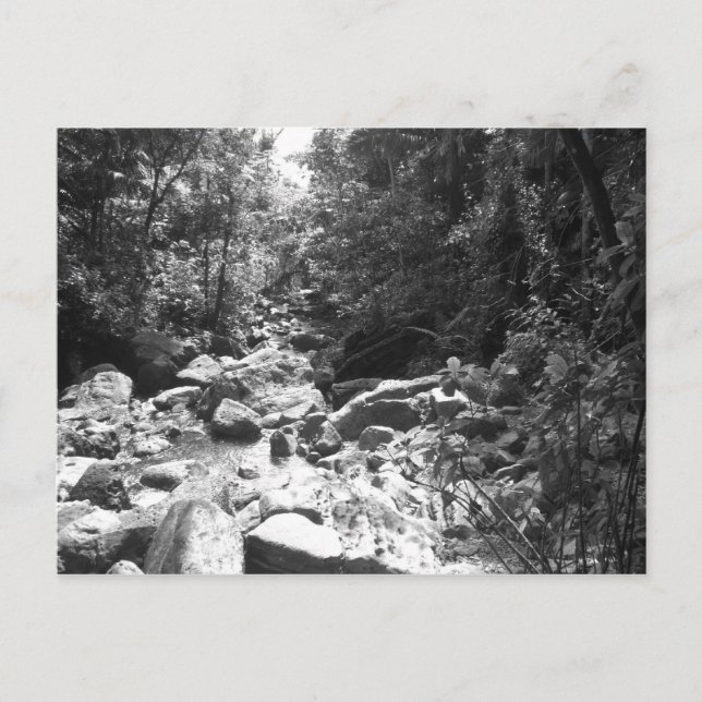 Postal Selva tropical del nacional del EL Yunque (Anverso)