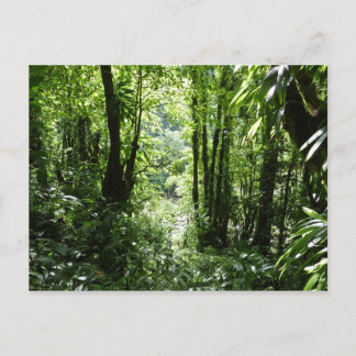 Postal Selva tropical II dominicana de lluvia verde tropi