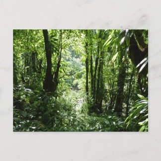 Postal Selva tropical II dominicana de lluvia verde tropi