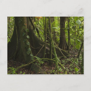 Postal Selva tropical, río Mapari al norte de Rupununi,