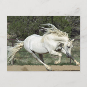 Postal Semental Andaluz corriendo, PR
