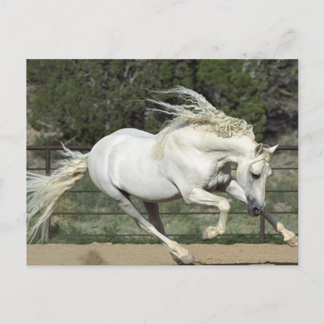 Postal Semental Andaluz corriendo, PR (Anverso)