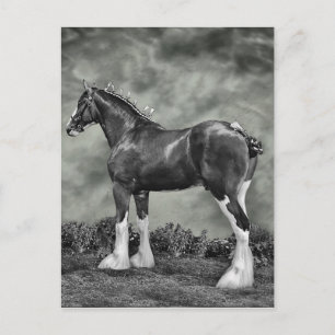 Postal Semental B&W de Clydesdale