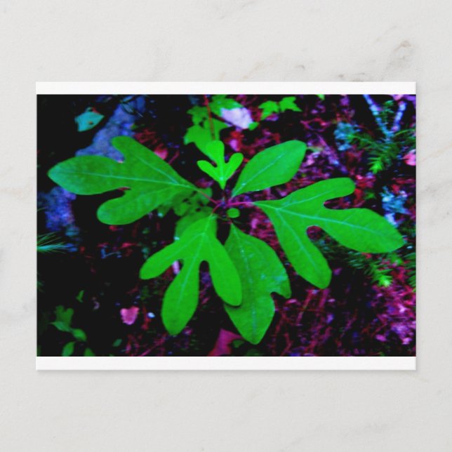 Postal semilla2 (Anverso)