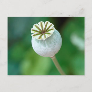 Postal Semilla de Cabeza de Flor de Amapola, Cabo Occiden