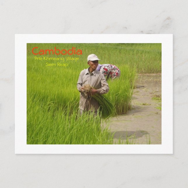 Postal Semillas de arroz trasplantadas en Camboya (Anverso)